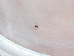 Linyphiidae