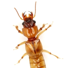 Bledius mandibularis