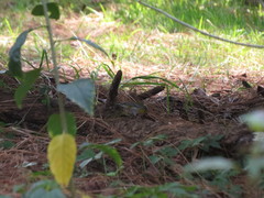 Oreothlypis superciliosa