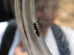 Tapinoma