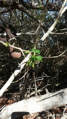 Microlobius foetidus