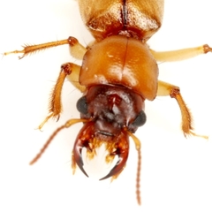 Bledius mandibularis