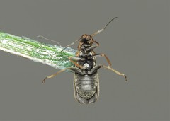 Rhagonycha nigriventris