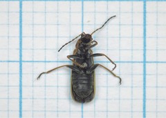 Rhagonycha nigriventris