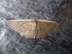Idaea inversata