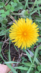 Taraxacum officinale