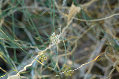 Funastrum hirtellum