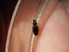 Bembidion