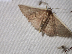 Idaea inversata
