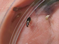 Bembidion