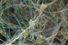 Funastrum hirtellum