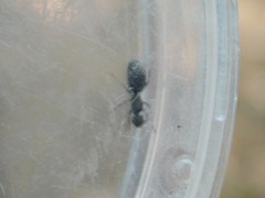 Tapinoma