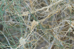 Funastrum hirtellum