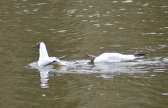 Chroicocephalus ridibundus