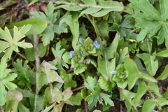 Veronica opaca