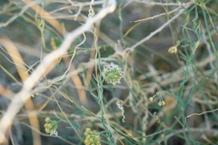 Funastrum hirtellum