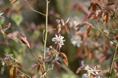 Amelanchier × lamarckii