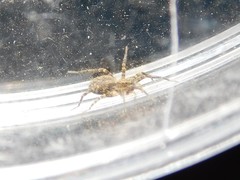 Alopecosa albofasciata