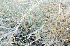 Funastrum hirtellum