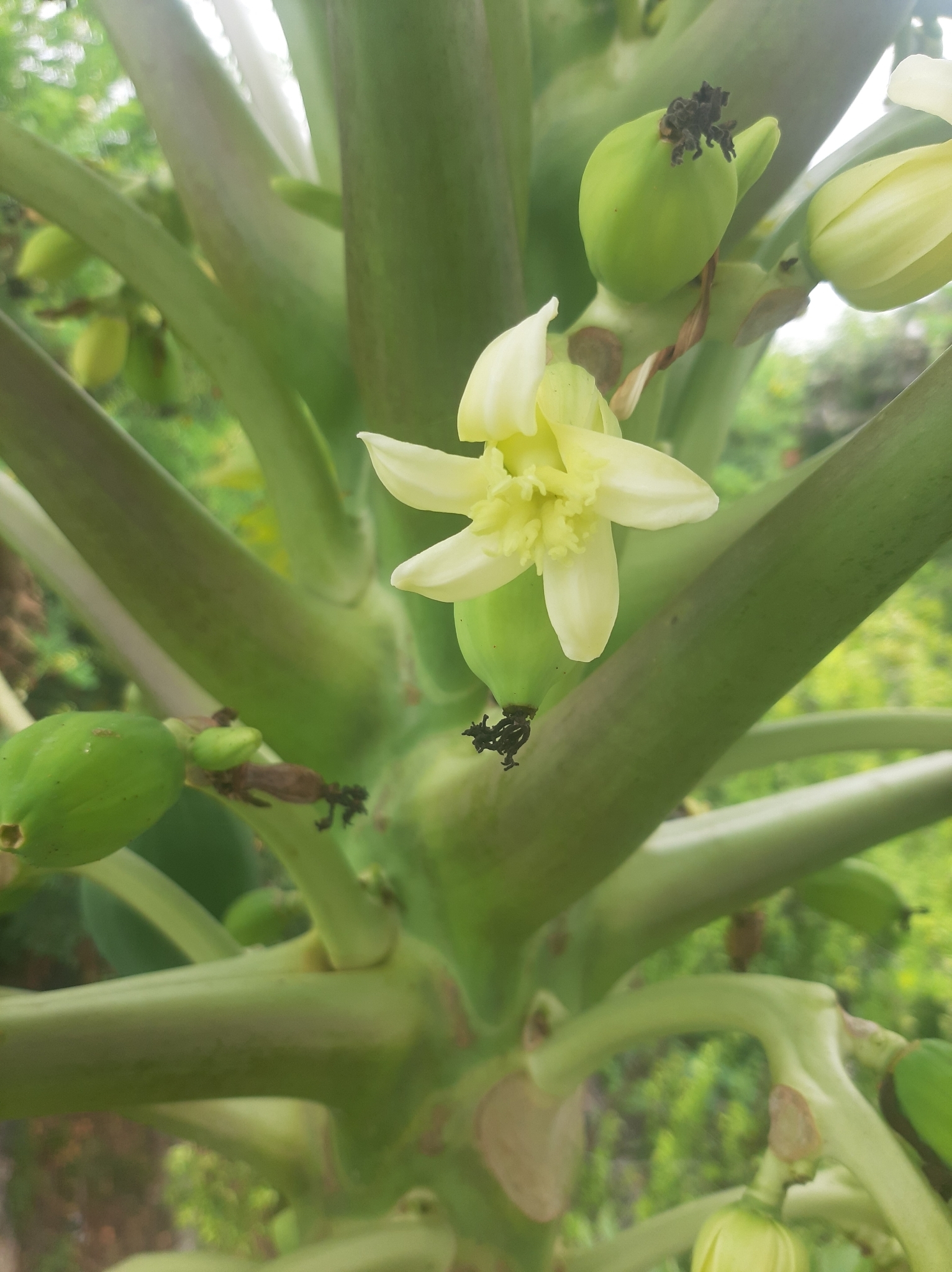 Carica papaya image