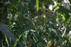 Angiospermae