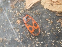 Pyrrhocoris apterus