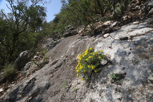 Image of Laphamia lindheimeri by (c) Reid Hardin, some rights reserved (CC BY)
