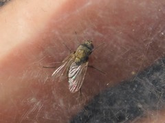 Brachycera