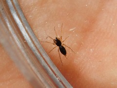 Linyphiidae