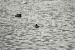 Oxyura ferruginea