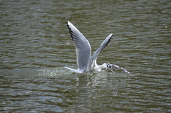 Chroicocephalus ridibundus