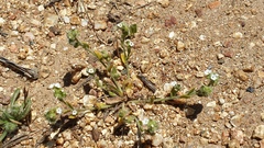 Plagiobothrys tenellus