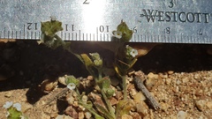 Plagiobothrys tenellus