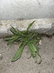 Plantago lanceolata