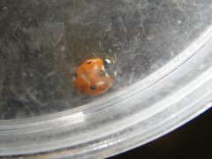 Coccinella septempunctata