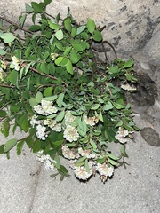 Spiraea cantoniensis