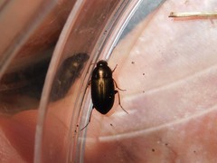 Amara aenea