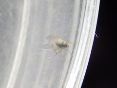 Brachycera