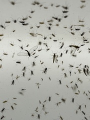 Chironomidae
