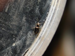 Bembidion