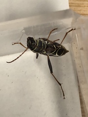 Neoclytus scutellaris