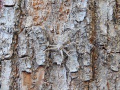 Hersilia caudata