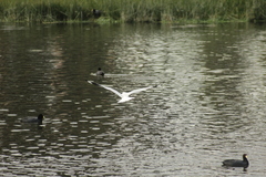 Chroicocephalus serranus