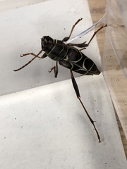 Neoclytus scutellaris