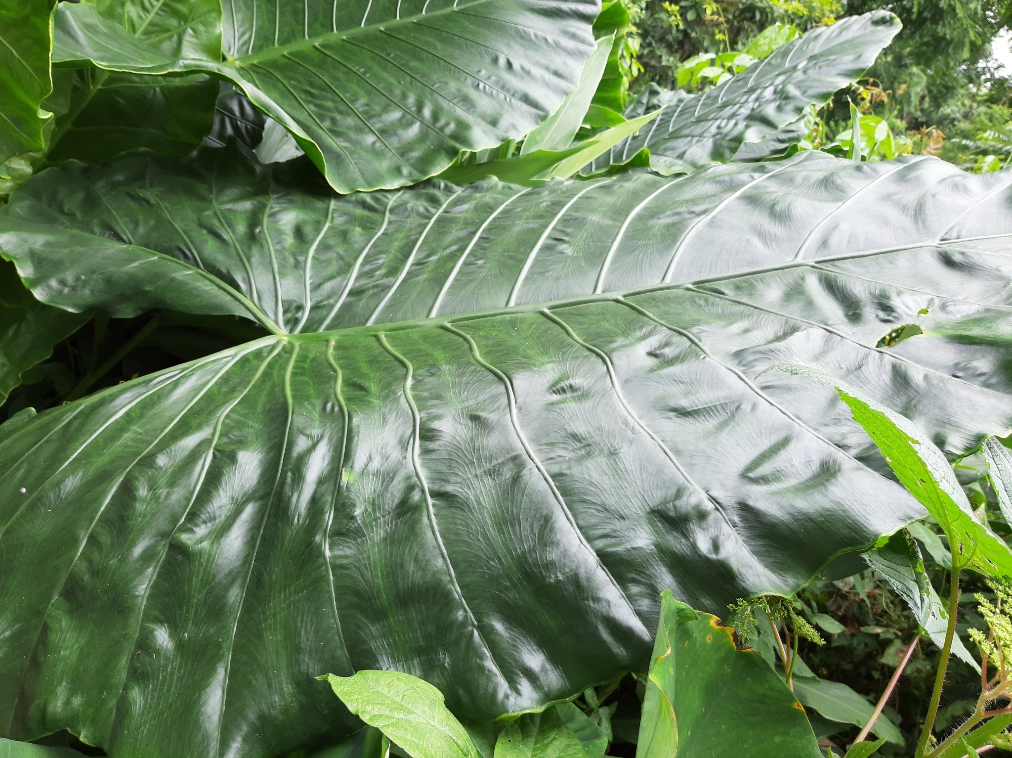 Alocasia macrorrhizos image