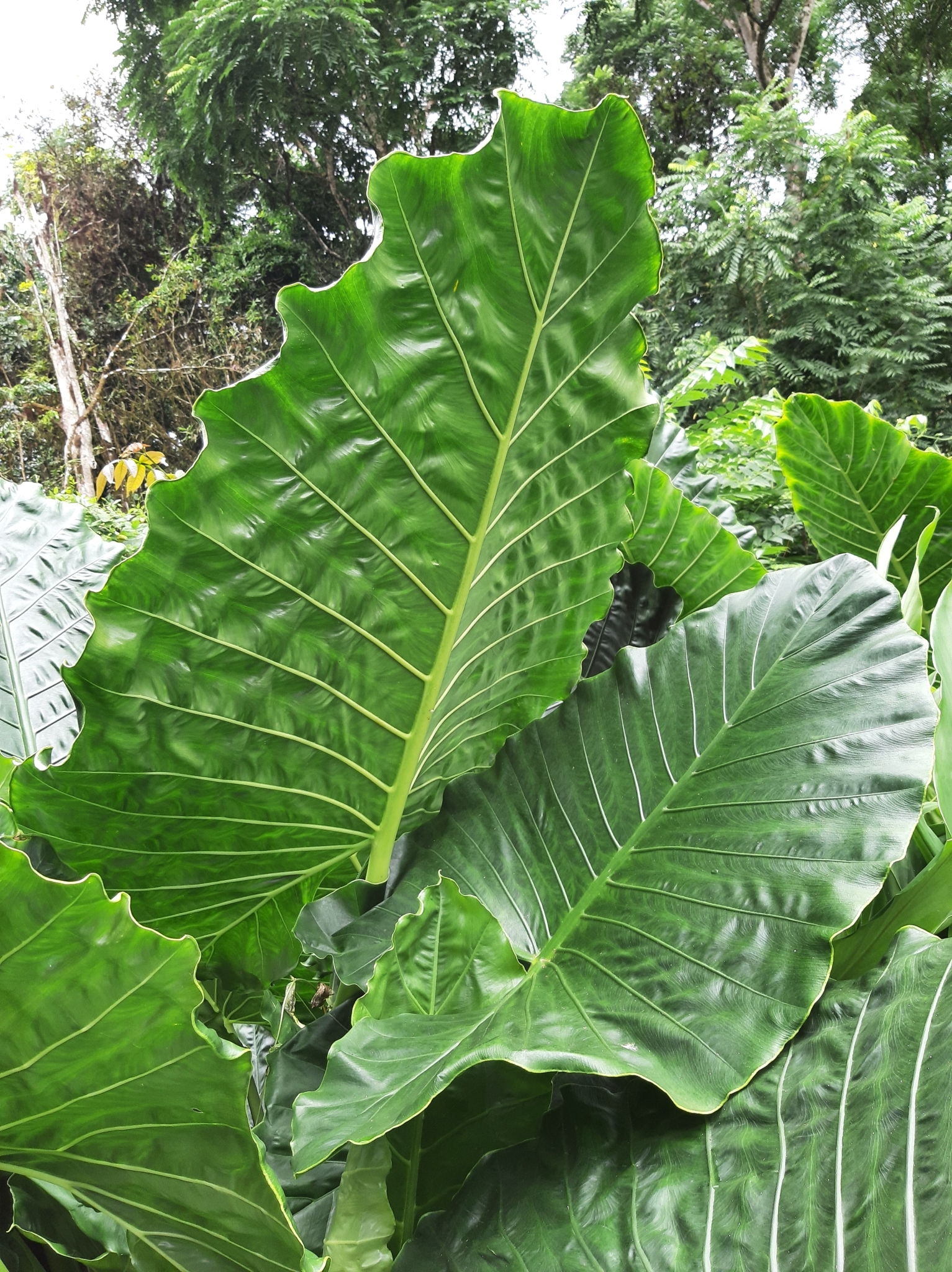 Alocasia macrorrhizos image