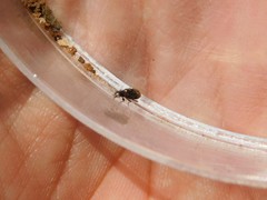 Bembidion