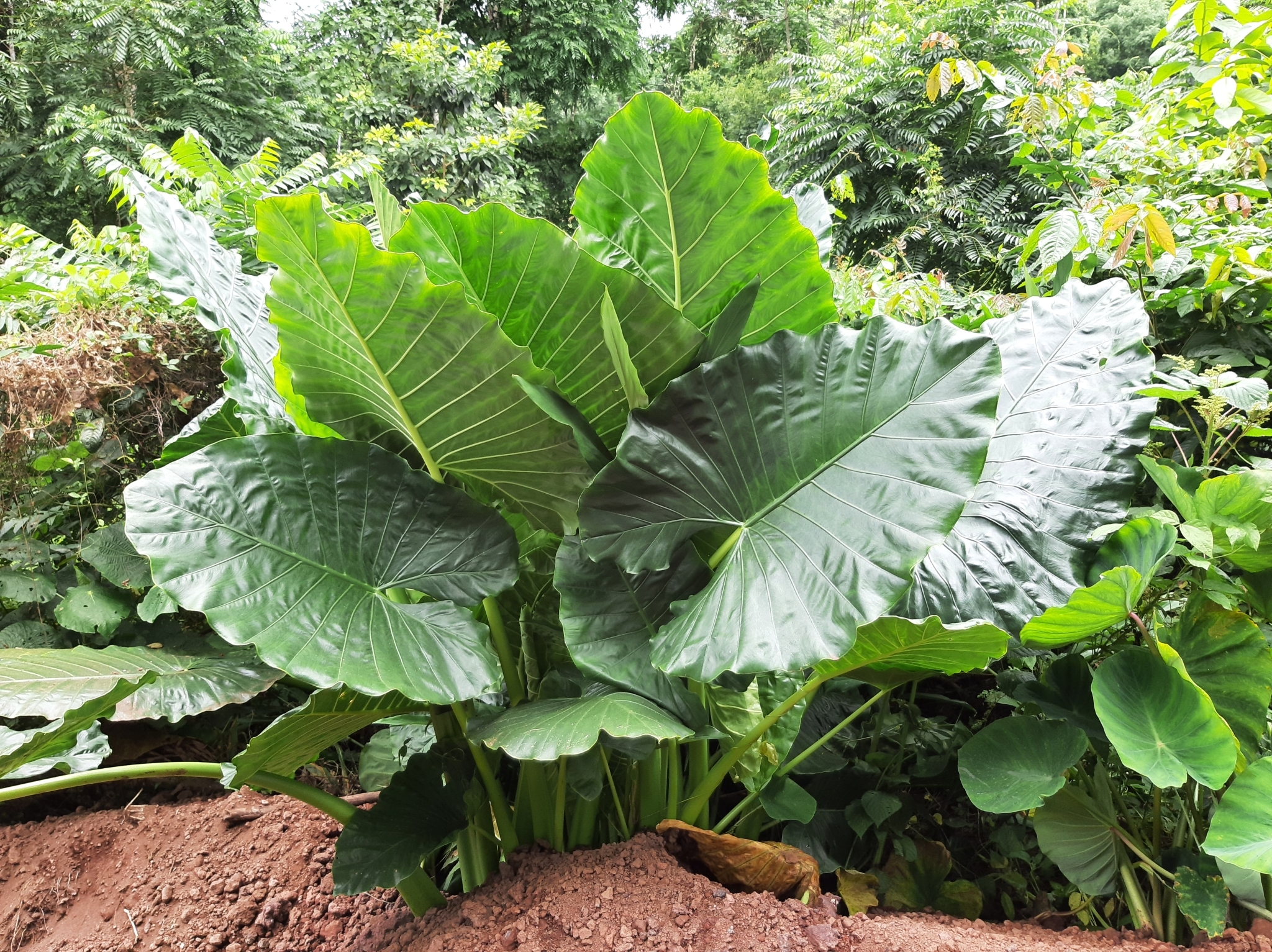 Alocasia image