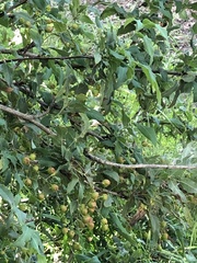 Syzygium samarangense