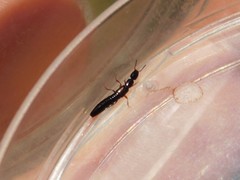 Staphylinidae